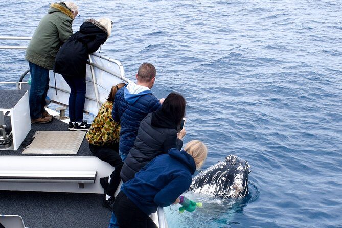 Phillip Island Whale Watching Tour - Who Will Love This Tour?
