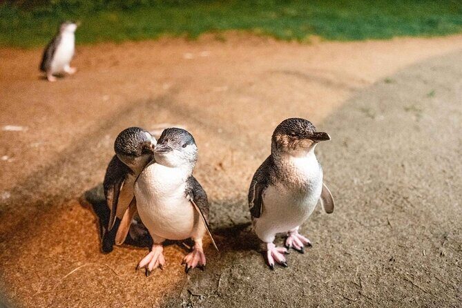 Phillip Island Wildlife Cruise and Penguin Tour from Melbourne - What Sets This Tour Apart?