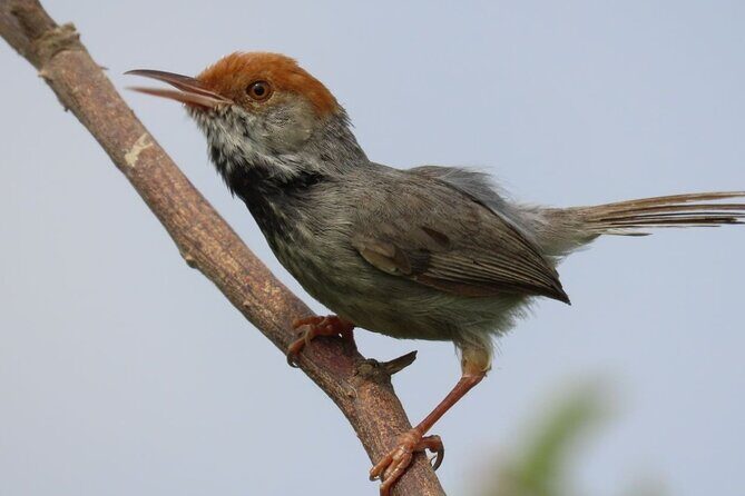 Phnom Penh Birding Experience and Brunch - Key Points