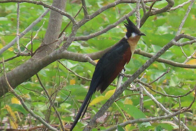 Phnom Penh Birding Experience and Brunch - A Closer Look at the Phnom Penh Birding Experience