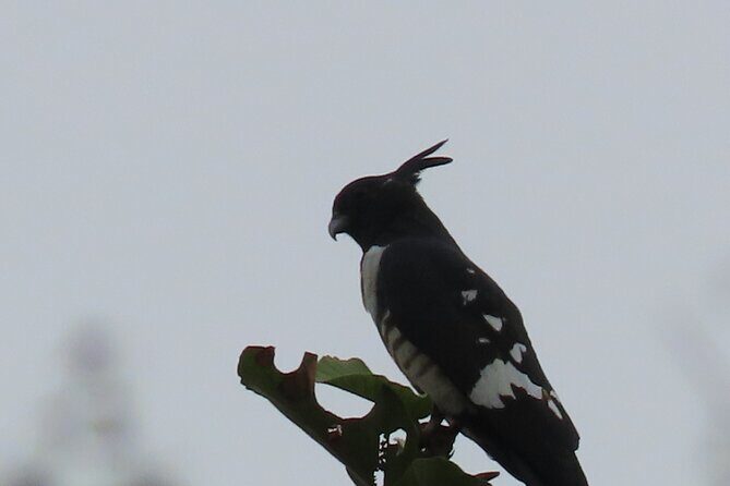 Phnom Penh Birding Experience and Brunch - FAQ