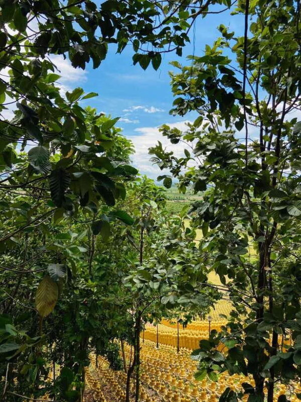 Phnom Penh: Buddha Kiri and Phnom Tamao Zoo Private Day Trip - An In-Depth Look at the Tour Experience