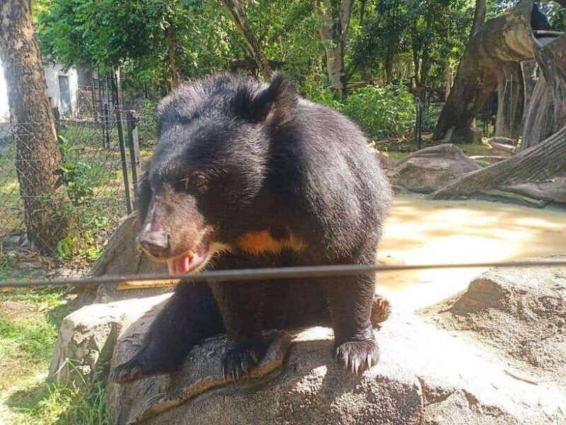 Phnom Penh: Buddha Kiri and Phnom Tamao Zoo Private Day Trip - Who Would Love This Tour?