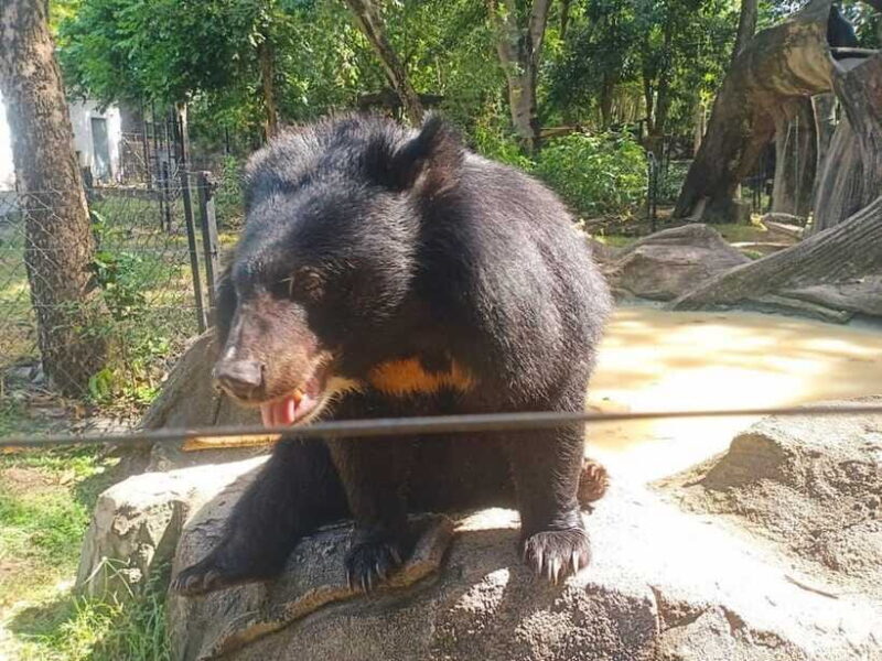 Phnom Penh: Buddha Kiri and Phnom Tamao Zoo Private Day Trip - FAQ