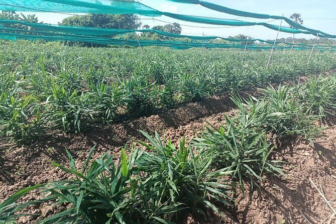 Phnom Penh Countryside Cycle Tour - FAQs