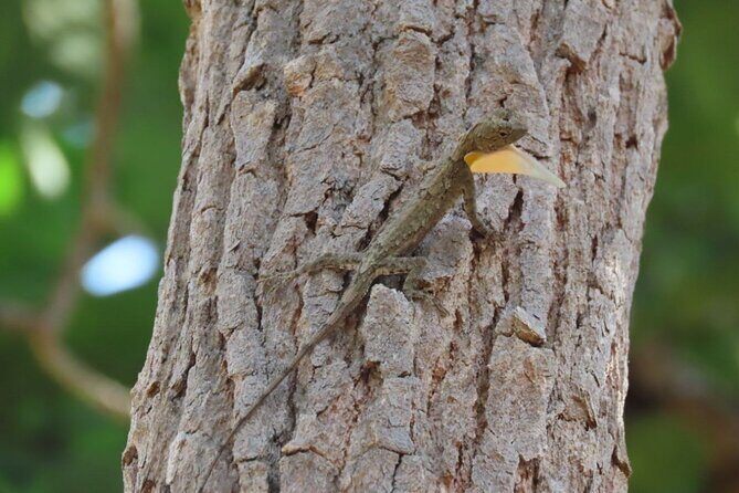 Phnom Penh & Kirirom National Park Birds Tour - What Makes This Tour Stand Out