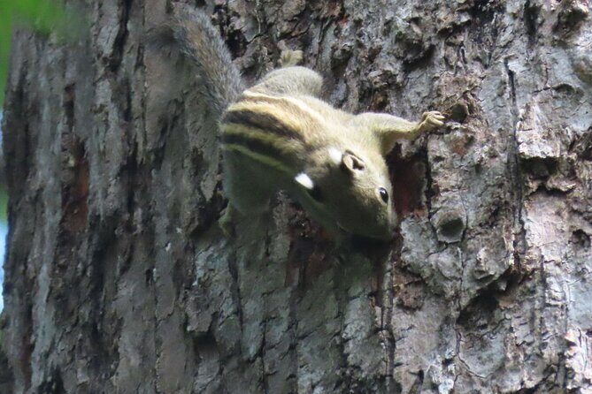 Phnom Penh & Kirirom National Park Birds Tour - FAQs