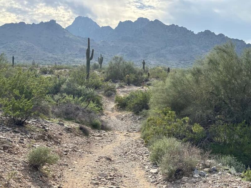 Phoenix: Guided Mountain Bike Adventure in Sonoran Desert - Key Points