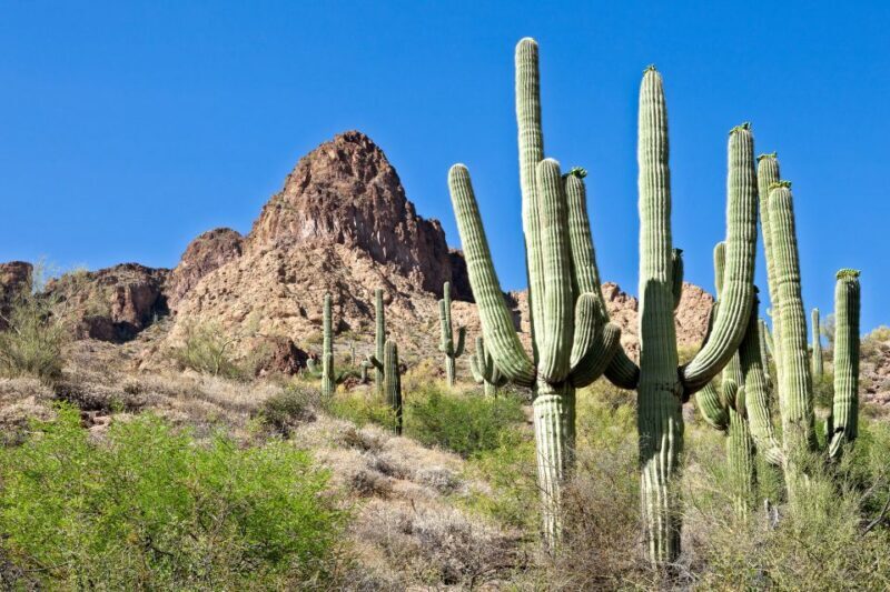 Phoenix/Scottsdale: Apache Trail Tour & Canyon Lake Cruise - Key Points