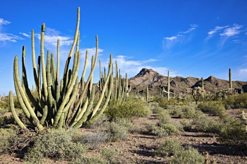 Phoenix/Scottsdale: Apache Trail Tour & Canyon Lake Cruise - The Sum Up: Who Will Love This Tour?