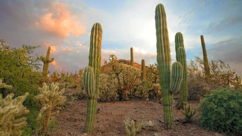 Phoenix & Scottsdale: Full Day City Highlights Tour - Exploring Phoenix & Scottsdale: A Full-Day Tour of Arizona’s Desert Gems