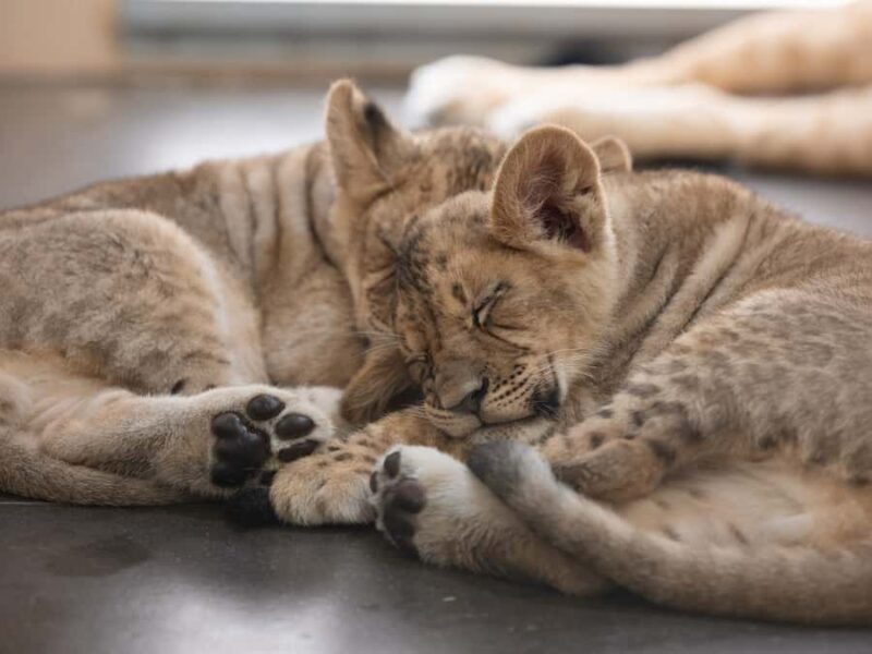 Phoenix Zoo Admission Ticket - Key Points