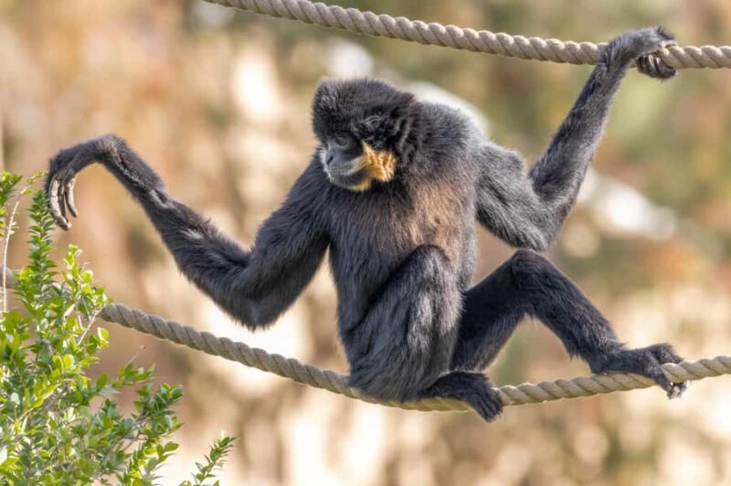 Phoenix Zoo Admission Ticket - Final Thoughts