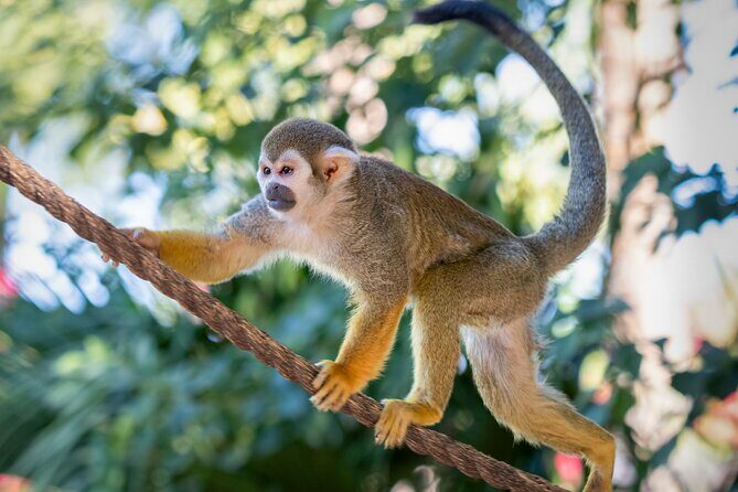 Phoenix Zoo Admission Ticket - Engaging Activities and Encounters