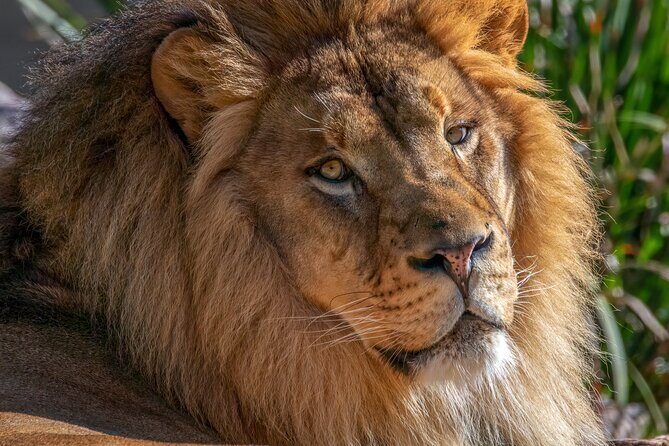 Phoenix Zoo Admission Ticket - The Conservation Message