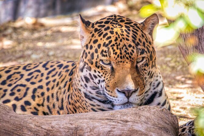 Phoenix Zoo Admission Ticket - Overall Value