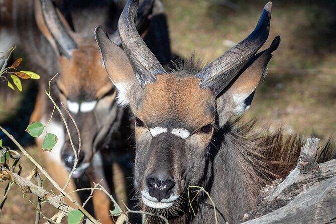 Phoenix Zoo Admission Ticket - Who Should Visit the Phoenix Zoo?