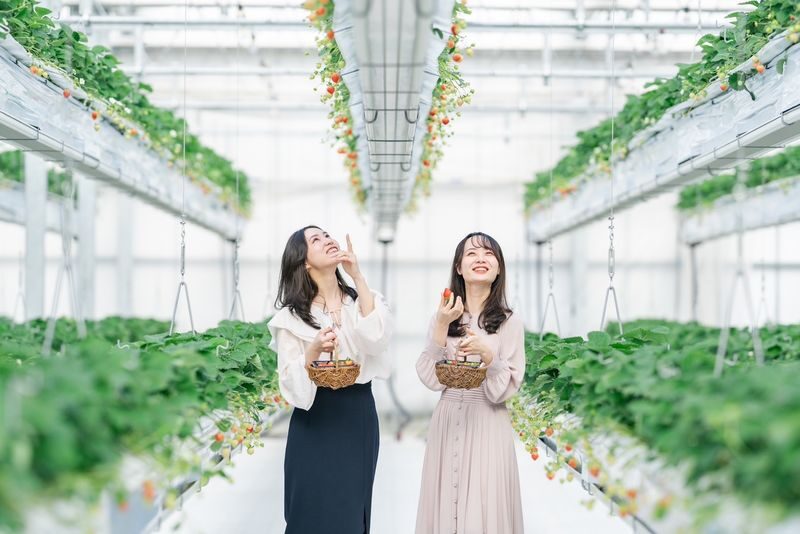 Photogenic Fukuoka Uminonakamichi, Strawberry Farm & Chinkokuji - At a glance: four stops from Hakata