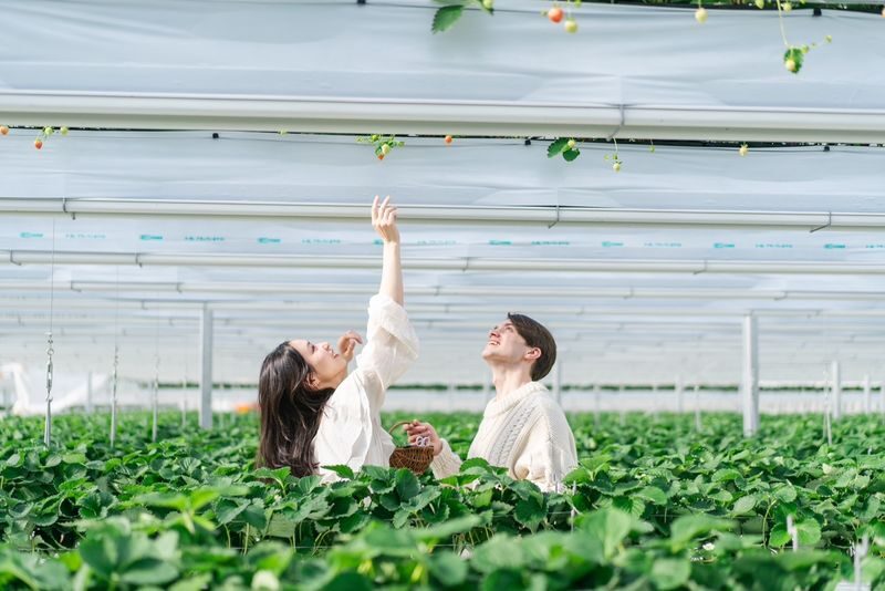 Photogenic Fukuoka Uminonakamichi, Strawberry Farm & Chinkokuji - Uminonakamichi brings the seasons into view