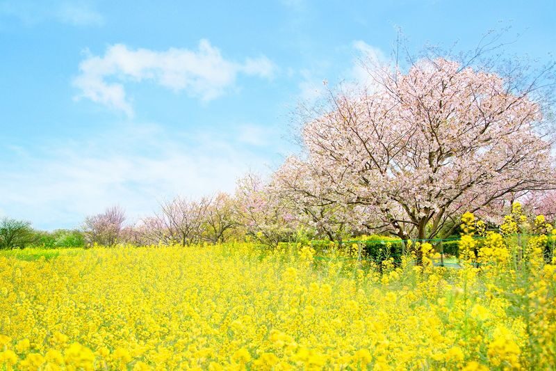 Photogenic Fukuoka Uminonakamichi, Strawberry Farm & Chinkokuji - Munakata’s market offers a local pause
