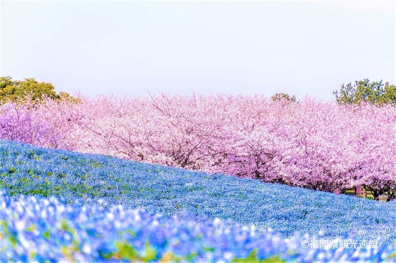 Photogenic Fukuoka Uminonakamichi, Strawberry Farm & Chinkokuji - The bus makes a varied day simpler