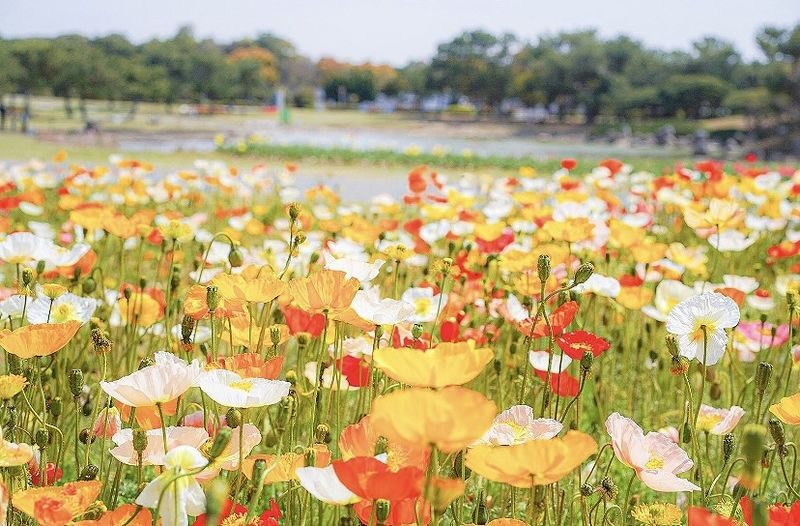 Photogenic Fukuoka Uminonakamichi, Strawberry Farm & Chinkokuji - What the $56.75 starting price covers