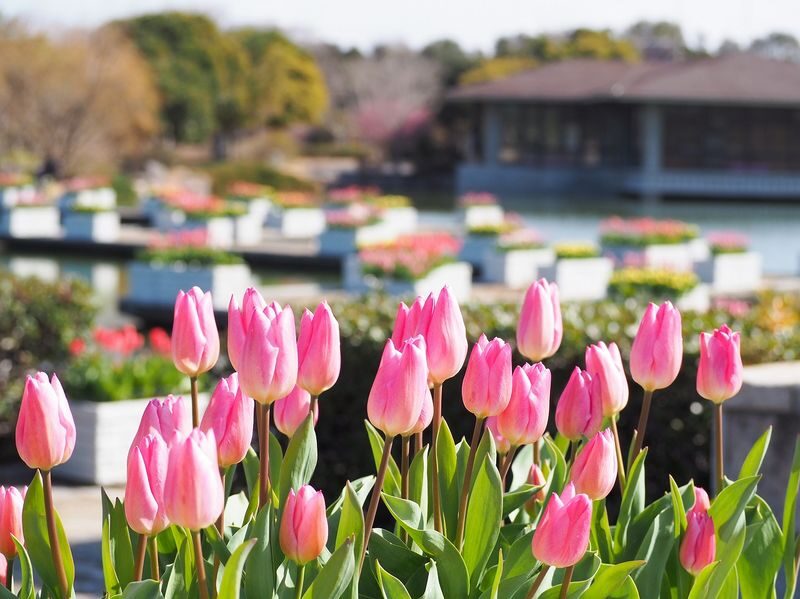 Photogenic Fukuoka Uminonakamichi, Strawberry Farm & Chinkokuji - Who should book this Fukuoka day trip