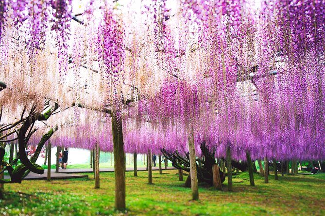 Photogenic Kawachi Wisterias Garden Day Bus Tour from Fukuoka - An overview of the experience