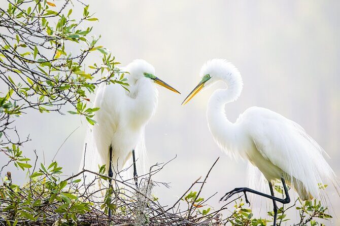 Photograph low country wildlife with a professional photographer - Key Points