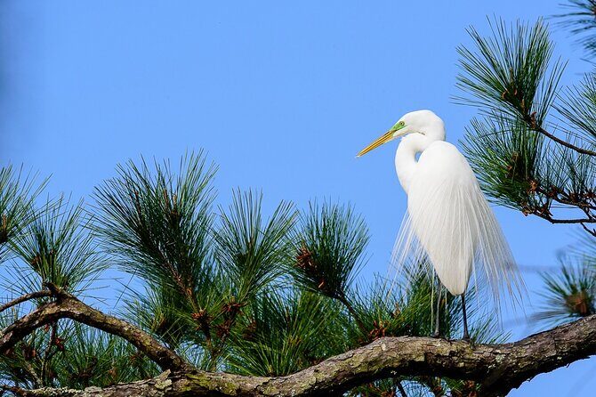 Photograph low country wildlife with a professional photographer - Final Thoughts