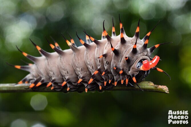 Photography and Nature in Cairns Botanic Gardens Let's Go Buggin - Key Points