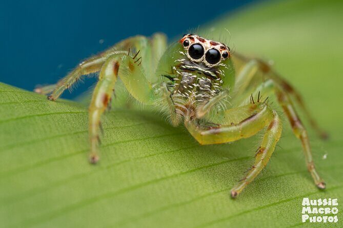 Photography and Nature in Cairns Botanic Gardens Let's Go Buggin - What Could Be a Drawback?
