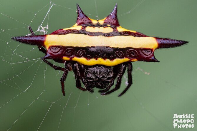 Photography and Nature in Cairns Botanic Gardens Let's Go Buggin - Who Is This Tour Best For?