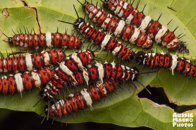 Photography and Nature in Cairns Botanic Gardens Let's Go Buggin - Detailed Itinerary and Highlights