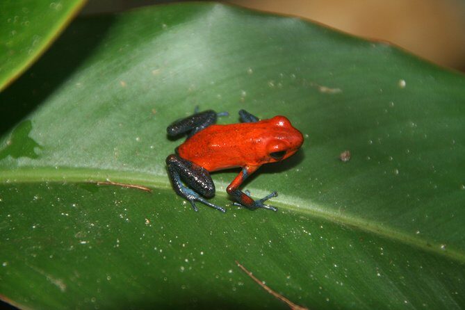 Photography Tour at Natura Eco Park - Exploring the Photography Tour at Natura Eco Park in La Fortuna