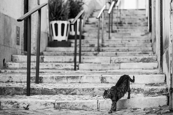Photography Workshop-Tour in Alfama - Lisbon - Who Will Love This Tour?