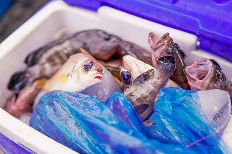 Phu Quoc: Full-day Island Snorkeling Adventure - Who Will Love This Tour?