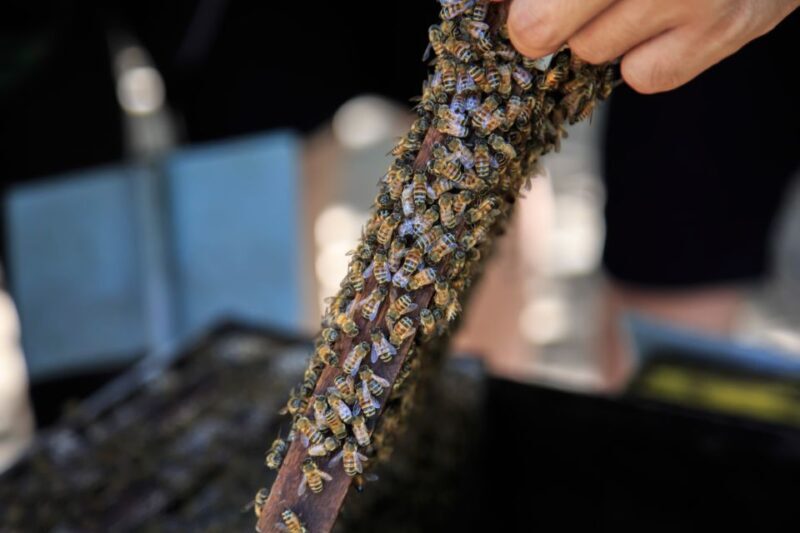 Phu Quoc Land 1: Southern Tour & Sao Beach - Final Thoughts: Is It Worth It?