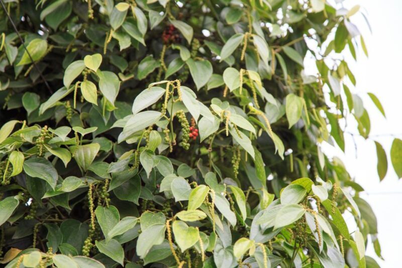 Phu Quoc Land 1: Southern Tour & Sao Beach - Frequently Asked Questions