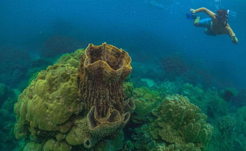 Phu Quoc : Scuba Diving and Parasailing at Roi Island - Discovering the Marine Life of Phu Quoc