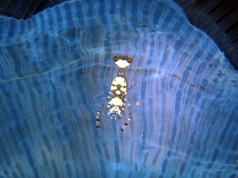 Phu Quoc: Scuba Diving Experience for All Levels - Who Will Love This Experience?