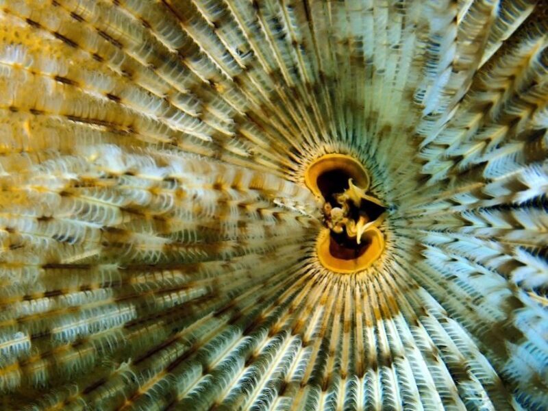 Phu Quoc: Scuba Diving Experience for All Levels - Final Thoughts