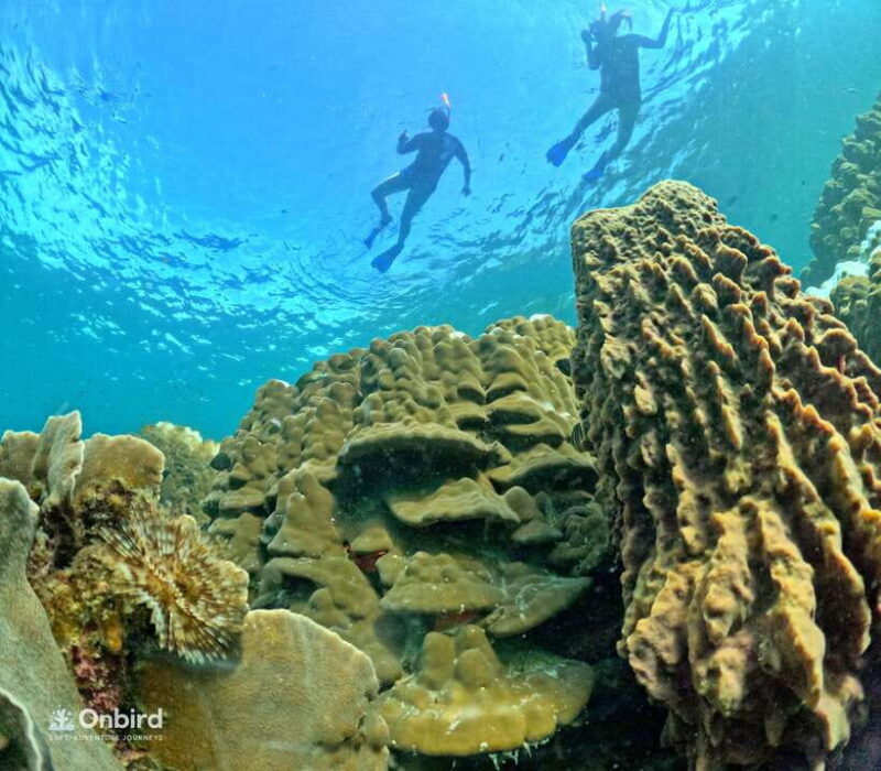 Phu Quoc: Speed Boat Tour 4 Islands - 2 Reefs Snorkeling - FAQs