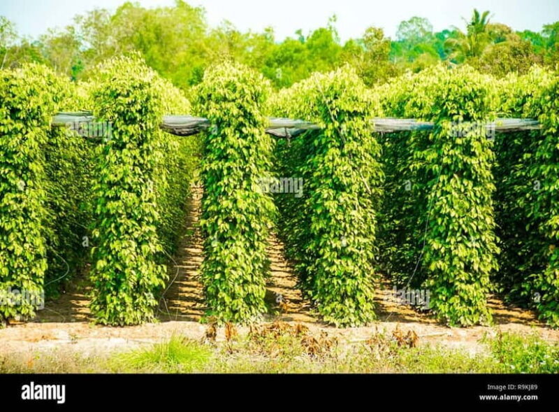 Phu Quoc: The Northern Side Full-Day Sightseeing Tour - Final Words