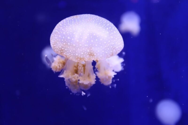 Phu Quoc: VinWonders Entry Ticket with Optional Safari - Authentic Experiences and Real-World Insights