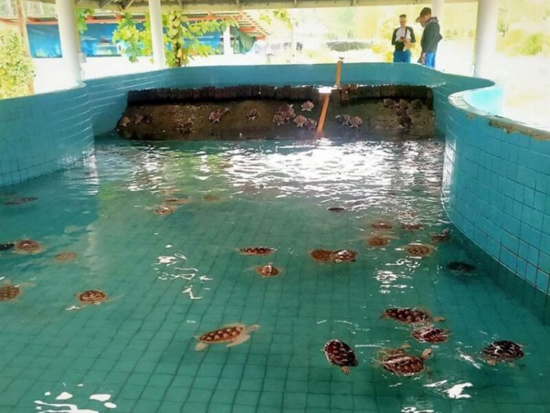 Phuket: Bamboo Rafting, Monkey Cave, and ATV Option - Key Points