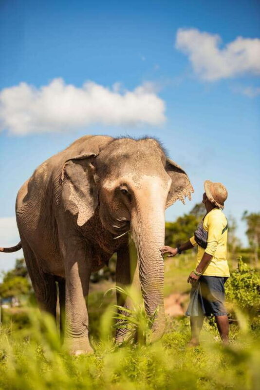 Phuket: Bukit Elephant Park Sanctuary Walk and Feed Tour - Key Points