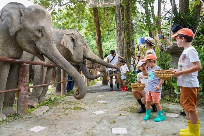 Phuket City Tour & Elephant Sanctuary: Sights, Tastes, Culture - Who Will Love This Tour?