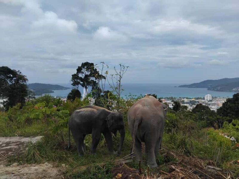 Phuket: Eco Guided Tour at Elephant Sanctuary - Key Points