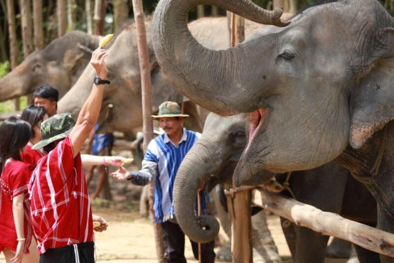 Phuket: Elephant Experience with Lunch or Dinner and Pickup - Phuket: Elephant Experience with Lunch or Dinner and Pickup